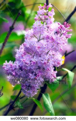 Lilac in Bloom. Syringa vulgaris. April 2007, Maryland, USA View Large Photo Image Stock Image - Lilac in Bloom. Syringa vulgaris. April 2007, Maryland, USA. Fotosearch