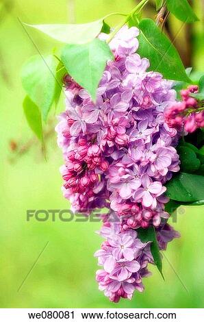 Lilac in Bloom. Syringa vulgaris. April 2007, Maryland, USA View Large Photo Image Stock Image - Lilac in Bloom. Syringa vulgaris. April 2007, Maryland, USA. Fotosearch