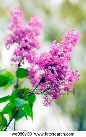 Lilac in Bloom. Syringa vulgaris. April 2007. Maryland, USA. View Large Photo Image Stock Image - Lilac in Bloom. Syringa vulgaris. April 2007. Maryland, USA.. Fotosearch