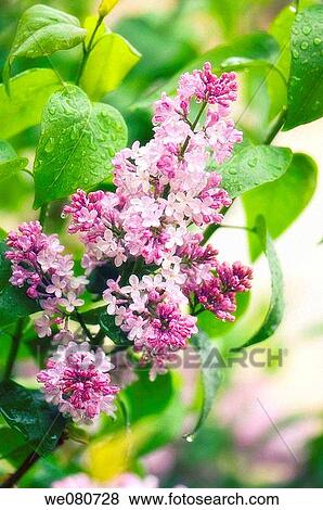 Lilac in Bloom. Syringa vulgaris. April 2007. Maryland, USA. View Large Photo Image Stock Photo - Lilac in Bloom. Syringa vulgaris. April 2007. Maryland, USA.. Fotosearch