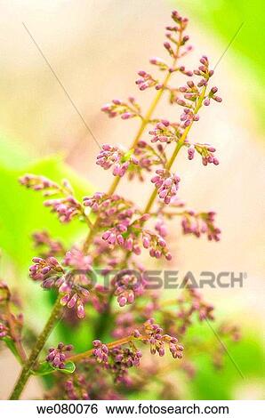 Lilac in Bud. Syringa patula. June 2007, Maryland, USA View Large Photo Image Stock Photograph - Lilac in Bud. Syringa patula. June 2007, Maryland, USA. Fotosearch