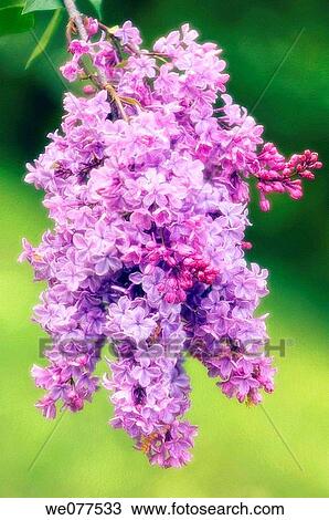 Lilac. Syringa vulgaris. April 2007, Maryland, USA View Large Photo Image Stock Image - Lilac. Syringa vulgaris. April 2007, Maryland, USA. Fotosearch