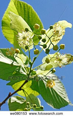 Lime tree (Tilia platiphyllos or Tilia cordata) View Large Photo Image Stock Image - Lime tree (Tilia platiphyllos or Tilia cordata). Fotosearch