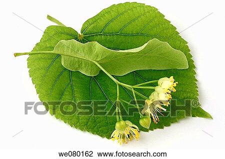 Lime tree (Tilia platiphyllos or Tilia cordata) View Large Photo Image Stock Image - Lime tree (Tilia platiphyllos or Tilia cordata). Fotosearch