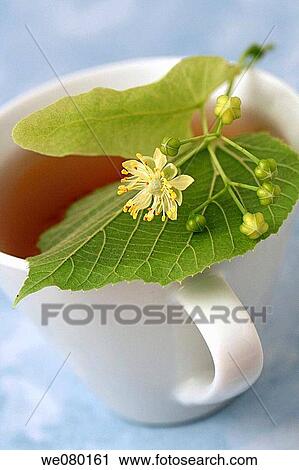 Linden flower tea (Tilia platiphyllos or Tilia cordata) View Large Photo Image Stock Image - Linden flower tea (Tilia platiphyllos or Tilia cordata). Fotosearch