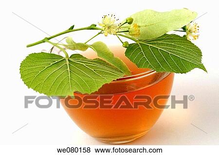 Linden flower tea (Tilia platiphyllos or Tilia cordata) View Large Photo Image Stock Photo - Linden flower tea (Tilia platiphyllos or Tilia cordata). Fotosearch