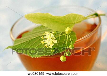 Linden flower tea (Tilia platiphyllos or Tilia cordata) View Large Photo Image Stock Photo - Linden flower tea (Tilia platiphyllos or Tilia cordata). Fotosearch