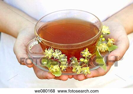 Stock Photo - Linden flower tea (Tilia platiphyllos or Tilia cordata). Fotosearch