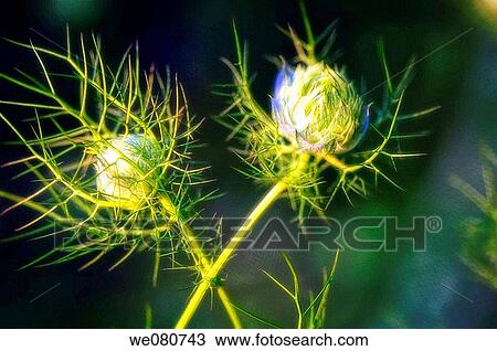 Stock Image - Love in The Mist Flower Bud Duo. Nigella damascena. May 2007. Maryland, USA.. Fotosearch