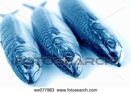 Mackerel View Large Photo Image Stock Image - Mackerel. Fotosearch