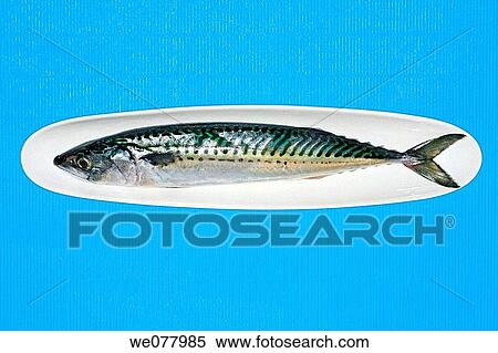 Mackerel View Large Photo Image Stock Photography - Mackerel. Fotosearch