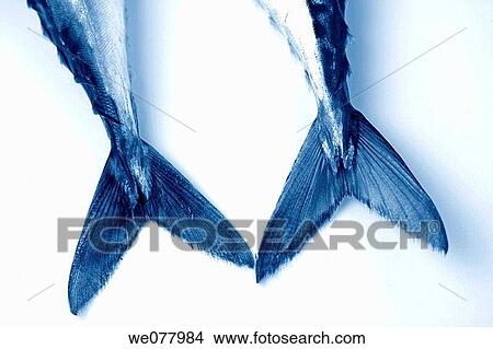 Mackerels View Large Photo Image Picture - Mackerels. Fotosearch