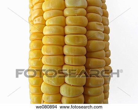 Maize View Large Photo Image Picture - Maize. Fotosearch