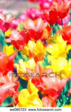 Mass Planting of REd and Yellow Tulips. Tulipa hybrid. April 2007. Maryland, USA. View Large Photo Image Stock Image - Mass Planting of REd and Yellow Tulips. Tulipa hybrid. April 2007. Maryland, USA.. Fotosearch