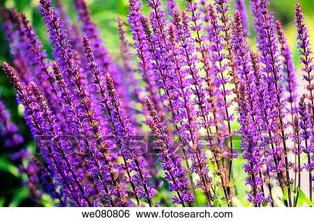 Stock Photograph - May Night Meadow Sage. Salvia nemorosa. May 2007. Maryland, USA.. Fotosearch