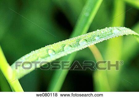 Meadow grass heavy with the morning early spring rain View Large Photo Image Stock Photo - Meadow grass heavy with the morning early spring rain. Fotosearch