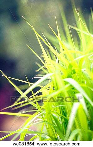 Millet Grass. Panicum miliaceum. July 2007. Maryland, USA. View Large Photo Image Picture - Millet Grass. Panicum miliaceum. July 2007. Maryland, USA.. Fotosearch