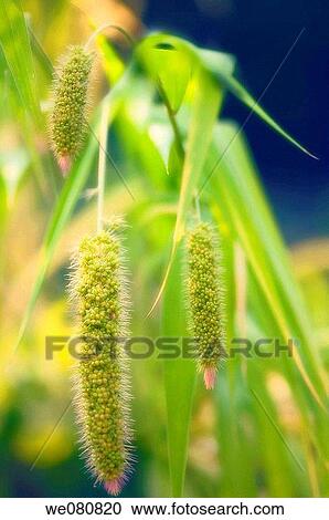 Millet. Panicum miliaceum. August 2007, Maryland, USA View Large Photo Image Stock Image - Millet. Panicum miliaceum. August 2007, Maryland, USA. Fotosearch