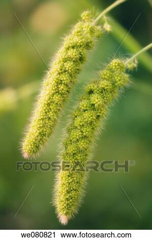 Stock Image - Millet. Panicum miliaceum. August 2007, Maryland, USA. Fotosearch