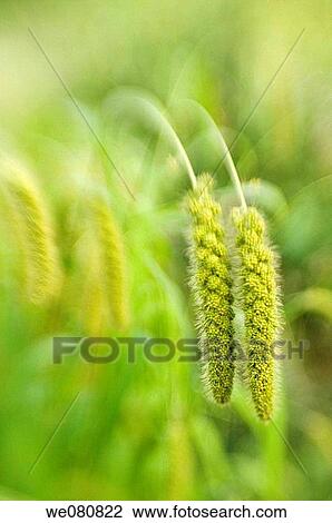 Millet. Panicum miliaceum. August 2007, Maryland, USA View Large Photo Image Stock Image - Millet. Panicum miliaceum. August 2007, Maryland, USA. Fotosearch