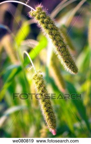 Stock Photo - Millet. Panicum miliaceum. August 2007, Maryland, USA. Fotosearch