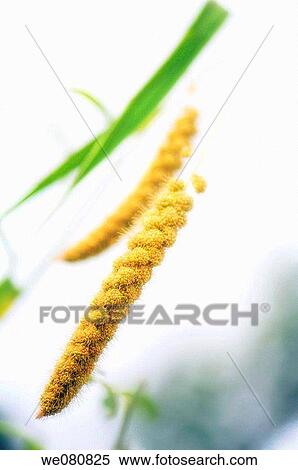 Stock Photography - Millet. Panicum miliaceum. August 2007, Maryland, USA. Fotosearch