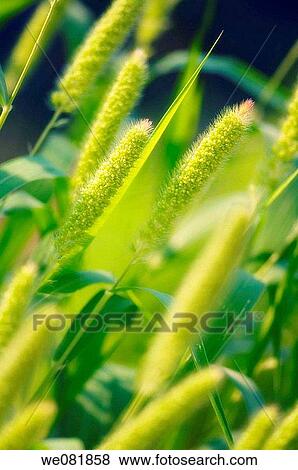 Millet. Panicum miliaceum. July 2007. Maryland, USA. View Large Photo Image Stock Photo - Millet. Panicum miliaceum. July 2007. Maryland, USA.. Fotosearch