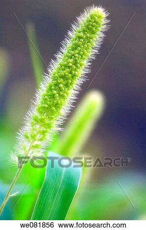 Millet. Panicum miliaceum. July 2007. Maryland, USA. View Large Photo Image Stock Photograph - Millet. Panicum miliaceum. July 2007. Maryland, USA.. Fotosearch