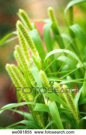 Millet. Panicum miliaceum. July 2007. Maryland, USA. View Large Photo Image Stock Photography - Millet. Panicum miliaceum. July 2007. Maryland, USA.. Fotosearch