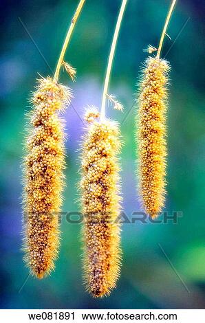 Millet. Panicum miliaceum. October 2007. Maryland, USA. View Large Photo Image Stock Image - Millet. Panicum miliaceum. October 2007. Maryland, USA.. Fotosearch