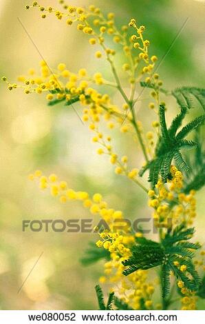 Stock Image - Mimosa Flowers. Acacia dealbata. February 2007, Maryland, USA. Fotosearch