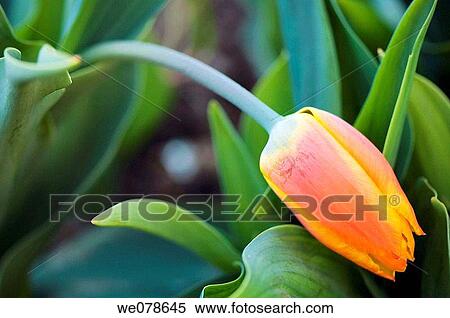 Nodding Tulip. Tulipa hybrid. April 2007, Maryland, USA View Large Photo Image Stock Photography - Nodding Tulip. Tulipa hybrid. April 2007, Maryland, USA. Fotosearch