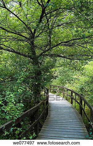 Oak forest, Orgi, Guipuzcoa, Euskadi, Spain View Large Photo Image Stock Photo - Oak forest, Orgi, Guipuzcoa, Euskadi, Spain. Fotosearch