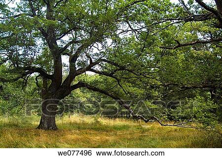 Oak forest, Orgi, Guipuzcoa, Euskadi, Spain View Large Photo Image Stock Photograph - Oak forest, Orgi, Guipuzcoa, Euskadi, Spain. Fotosearch