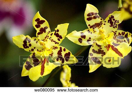 Odontocidium Golden Tiger Orchid. November 2007, Maryland, USA View Large Photo Image Stock Photography - Odontocidium Golden Tiger Orchid. November 2007, Maryland, USA. Fotosearch
