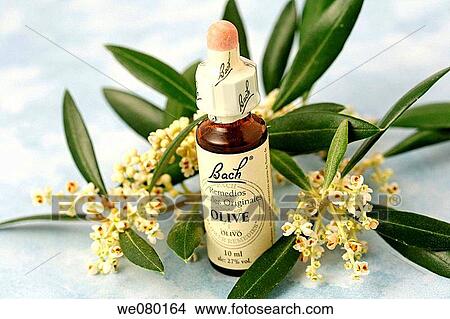 Olive, Bach flower remedy View Large Photo Image Picture - Olive, Bach flower remedy. Fotosearch