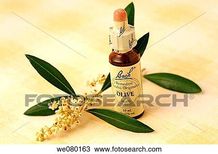 Olive, Bach flower remedy View Large Photo Image Stock Image - Olive, Bach flower remedy. Fotosearch