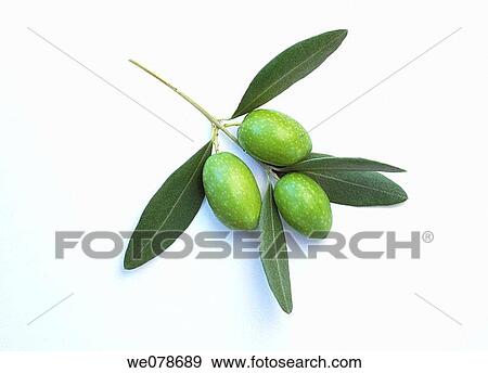 Olives and leaves on white background View Large Photo Image Stock Photo - Olives and leaves on white background. Fotosearch