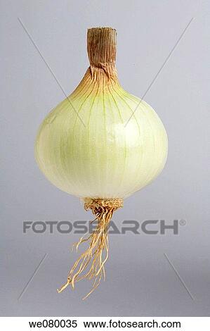 Onions View Large Photo Image Stock Photography - Onions. Fotosearch