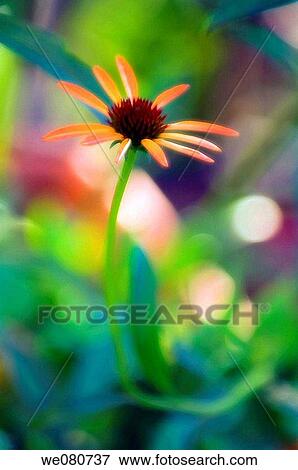 Orange Coneflower. Echinacea hybrid. June 2007. Maryland, USA. View Large Photo Image Stock Photo - Orange Coneflower. Echinacea hybrid. June 2007. Maryland, USA.. Fotosearch
