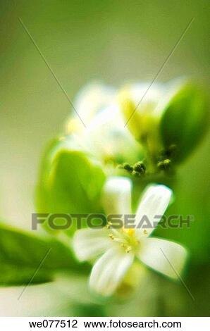 Orange Jasmine Blossom. Murraya paniculata. August 2007, Maryland, USA View Large Photo Image Stock Image - Orange Jasmine Blossom. Murraya paniculata. August 2007, Maryland, USA. Fotosearch