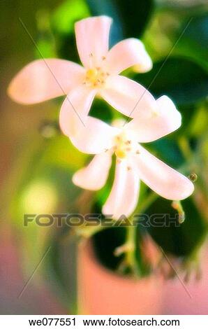 Orange Jasmine, Murraya paniculata. August 2007, Maryland, USA View Large Photo Image Stock Image - Orange Jasmine, Murraya paniculata. August 2007, Maryland, USA. Fotosearch
