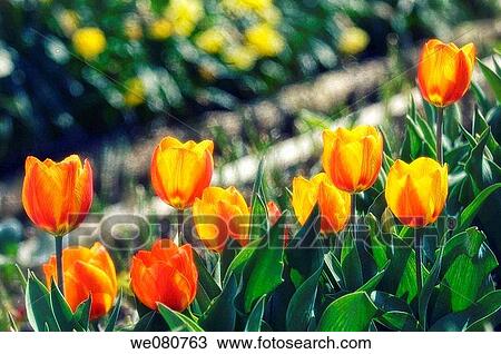 Orange Red Tulip Blossom. Tulipa hybrid. April 2007. Maryland, USA. View Large Photo Image Stock Image - Orange Red Tulip Blossom. Tulipa hybrid. April 2007. Maryland, USA.. Fotosearch