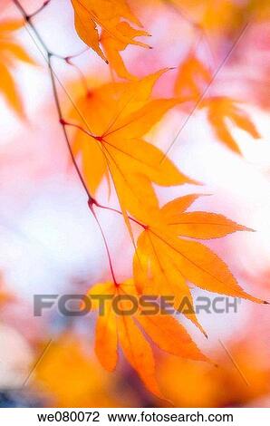 Orange Yellow Japanese Maple Leaves. Acer palmatum. November 2007, Maryland, USA View Large Photo Image Stock Image - Orange Yellow Japanese Maple Leaves. Acer palmatum. November 2007, Maryland, USA. Fotosearch