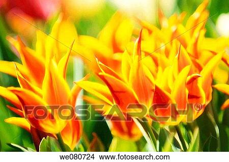 Orange Yellow Lily Flowering Tulip. Tulipa hybrid. April 2007. Maryland, USA. View Large Photo Image Picture - Orange Yellow Lily Flowering Tulip. Tulipa hybrid. April 2007. Maryland, USA.. Fotosearch