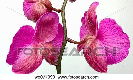 Orchid (Phalaenopsis sp. ) View Large Photo Image Stock Image - Orchid (Phalaenopsis sp. ). Fotosearch