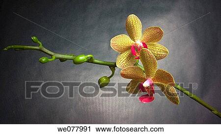 Orchid (Phalaenopsis sp. ) View Large Photo Image Stock Image - Orchid (Phalaenopsis sp. ). Fotosearch