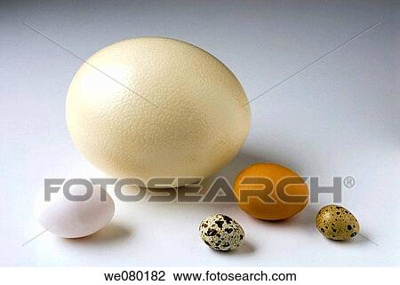 Ostrich, chicken and quail eggs View Large Photo Image Stock Image - Ostrich, chicken and quail eggs. Fotosearch