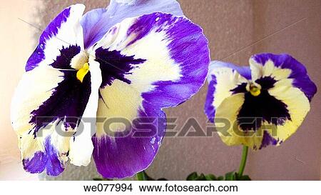 Pansy (Viola tricolor) View Large Photo Image Picture - Pansy (Viola tricolor). Fotosearch