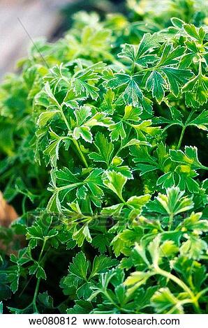 Parsley Leaves Covered with Frost. Petroselinum crispum. November 2007. Maryland, USA. View Large Photo Image Stock Image - Parsley Leaves Covered with Frost. Petroselinum crispum. November 2007. Maryland, USA.. Fotosearch